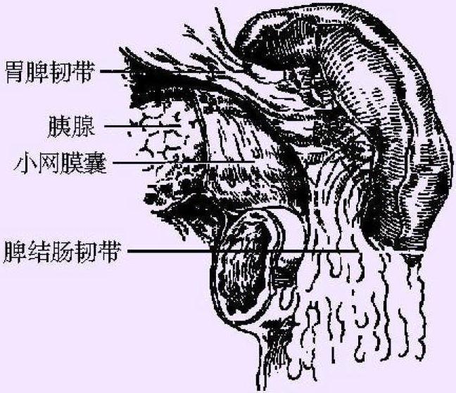 四、脾脏的解剖